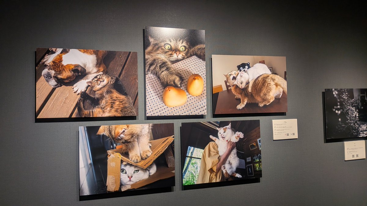 menndia's tweet photo. 8/8は世界猫の日
衝撃に備えろ https://t.co/TxnZqcttPM