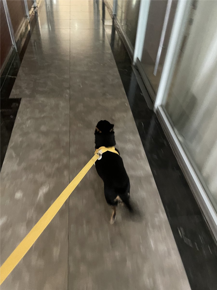 AdoptRian's tweet photo. 이제 집가는 길 잘 안다고 앞장서서 가십니다
우리 리안이 하버드 아니면 예일 보내려고요

#가족찾는리안 #입양홍보 #임보중 #사지말고입양하세요 https://t.co/UymgCM5IXX