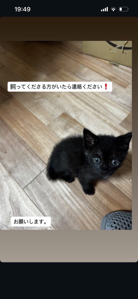 otake523's tweet photo. 去年から黒猫飼ってるんですが、赤ちゃんの時にいき倒れを拾われたんで正解な誕生日が分からないのでとりあえず8月1日ということにしています。ということで祝1歳！
#黒猫 https://t.co/MY8DjGMQ2c