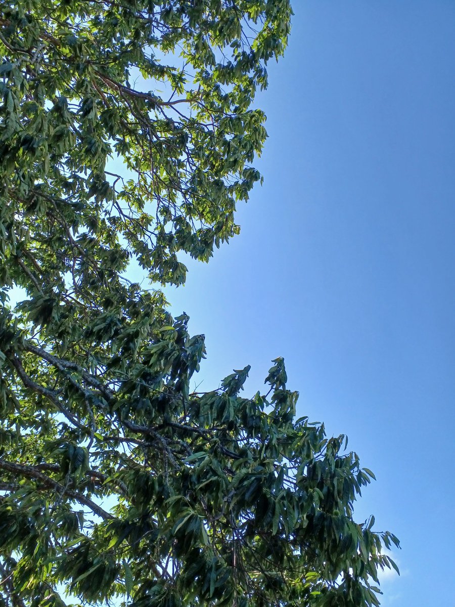 brook_raboon_25's tweet photo. 晴天で あつあつしてるけど
今日は日陰があるから
助かる☀( *¯ㅿ¯*)暑っ💦
🎶大きな栗の～木の下で～🎶 https://t.co/pbWmLEwO8o
