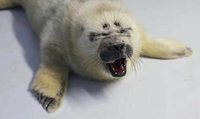 ectoentropic's tweet photo. ANGUISH!!! DESPAIR!!! https://t.co/eDcb7Gr8lF