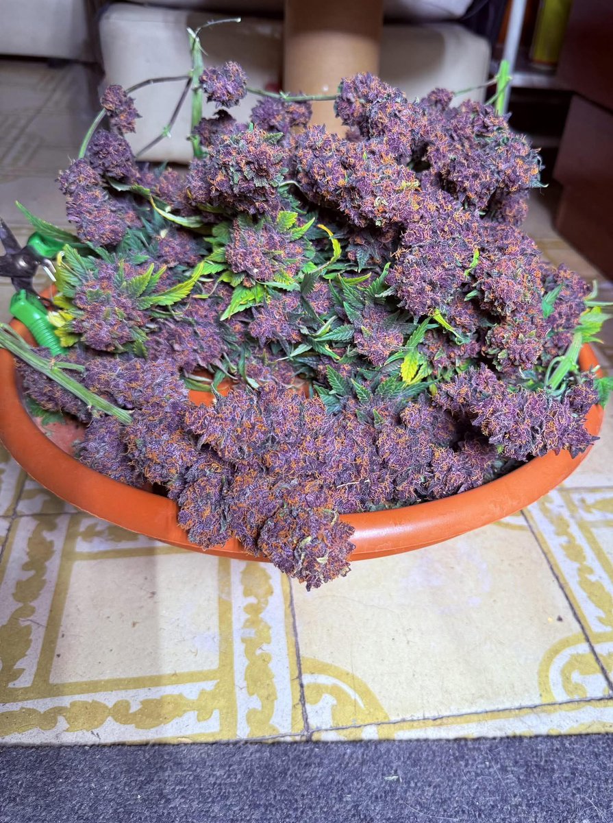EVAuthoHub's tweet photo. New York City
Manhattan weed, Brooklyn weed, Queens weed, Bronx weed, Staten Island weed, Harlem weed, SoHo weed, Chelsea weed, Tribeca weed, Williamsburg weed, Bushwick weed, Long Island City weed.#weed 🍇🍇 https://t.co/X44Tq1Y4Gt