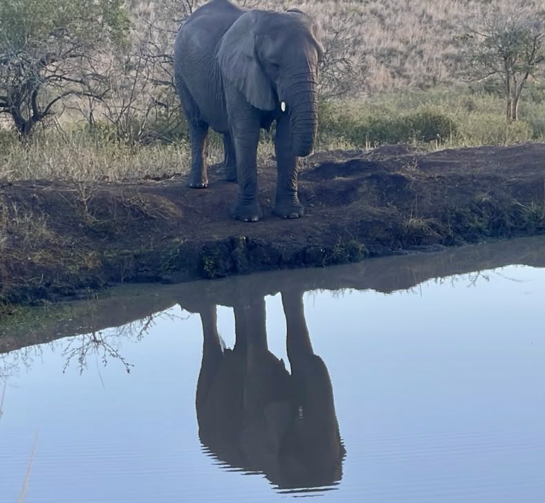 THULATHULA1's tweet photo. Happy Monday with this sighting of our living legend Nana this morning by the waterhole. https://t.co/JmBicJntSL