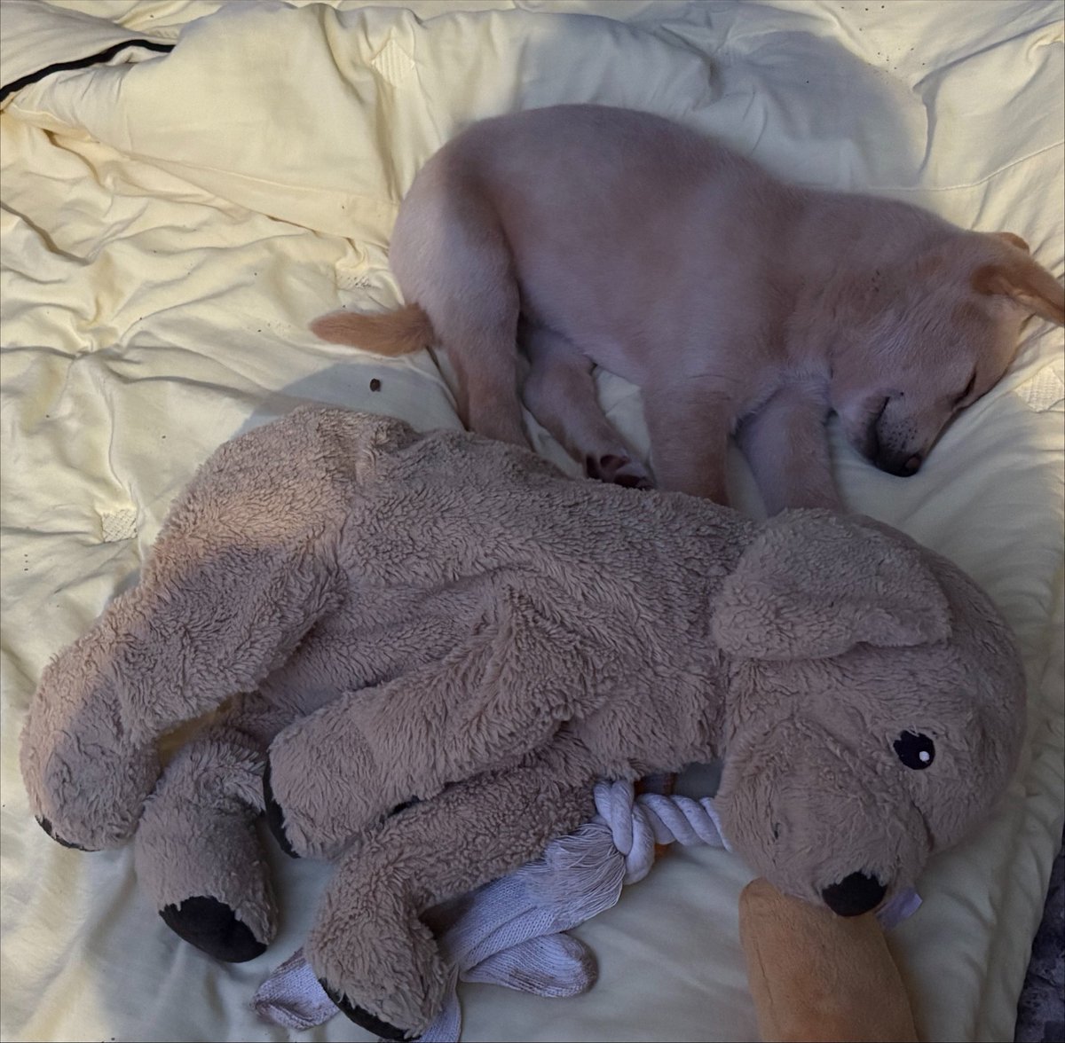 hi__bori's tweet photo. 귀도 못펴고. 인형보다 작앗던 진짜 real baby 시절 개님 https://t.co/2HLs2K1veT