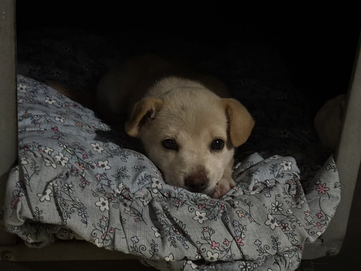 hi__bori's tweet photo. 귀도 못펴고. 인형보다 작앗던 진짜 real baby 시절 개님 https://t.co/2HLs2K1veT
