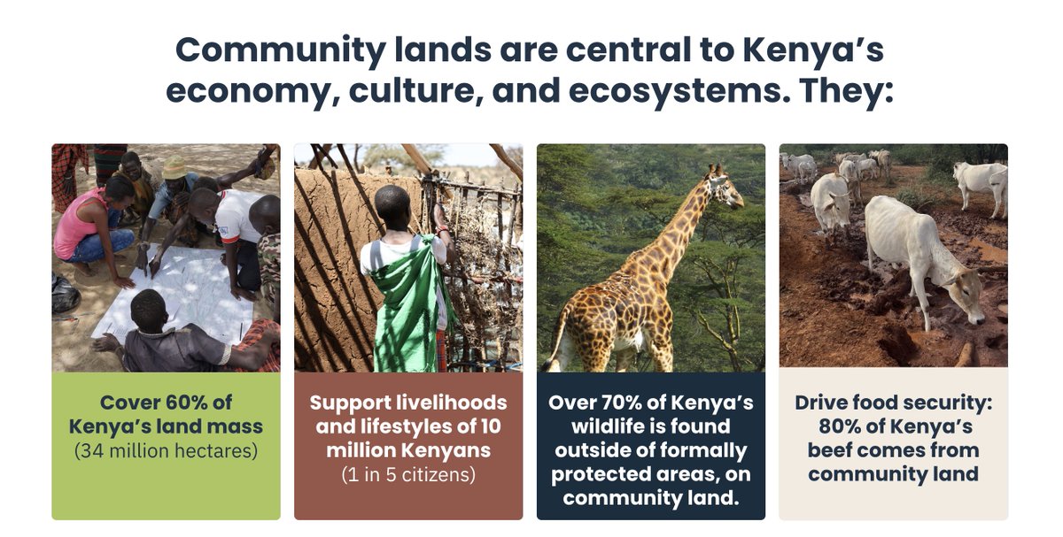 ardhiyajamii's tweet photo. What connects Kenya's food security, wildlife &amp; millions of livelihoods?

Community land.

It covers 34M HA, supports 10M Kenyans, hosts more than 70% of the country's wildlife &amp; produces 80% of Kenya's beef.

Community land matters because communities matter. #SajiliArdhiyaJamii https://t.co/rskyMYCvFE
