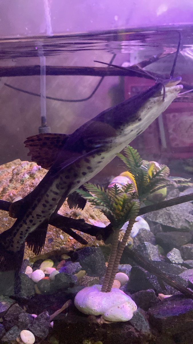 4rassssss's tweet photo. Ikan ikan kuh walau tak terurus tapi masih idup ajjah, jadi ikan https://t.co/4GqYPjnM2D