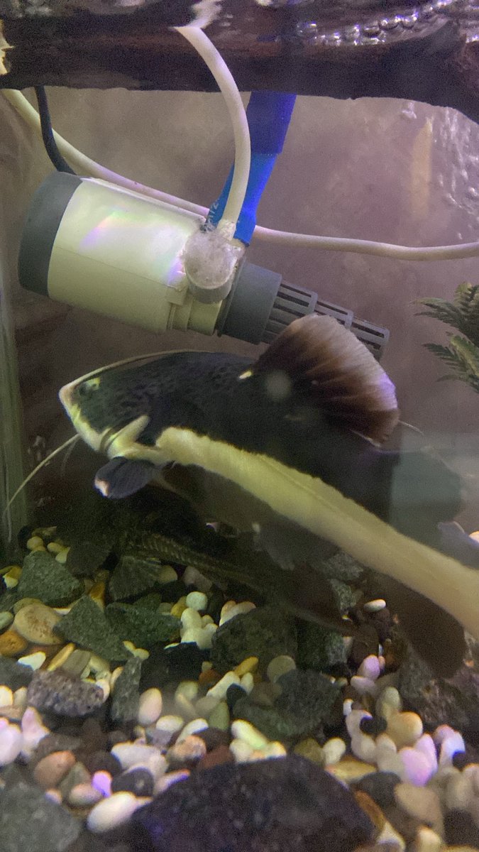 4rassssss's tweet photo. Ikan ikan kuh walau tak terurus tapi masih idup ajjah, jadi ikan https://t.co/4GqYPjnM2D
