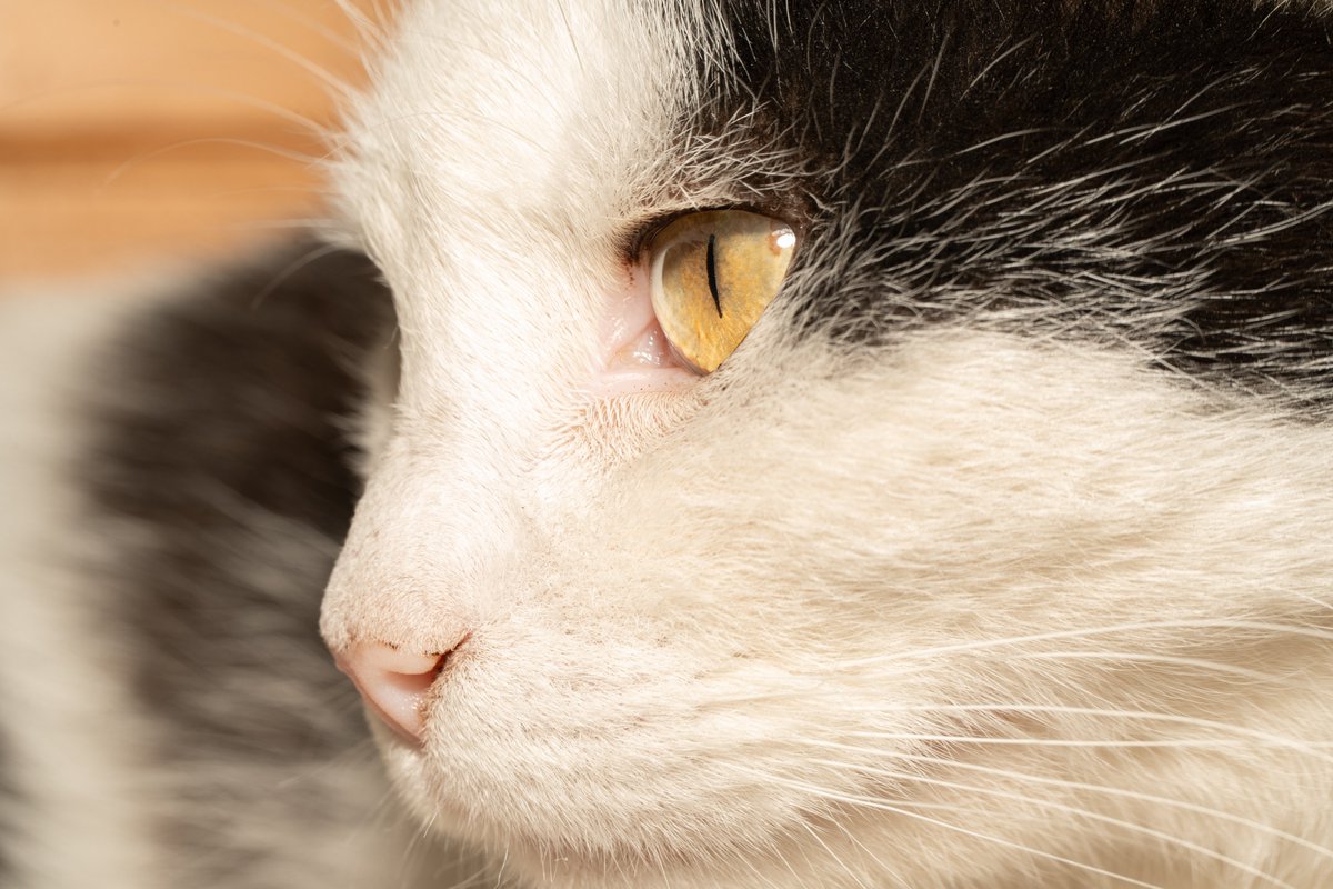 EZoli74's tweet photo. Every pet's eye tells a story. 🐾✨

Pet iris photography reveals stunning colors, intricate textures, and tiny details you never knew existed. A one of a kind portrait of your four legged best friend.

#PetPhotography #IrisPhotography #DogLovers #CatLovers #MacroPhotography https://t.co/4mSoETvrT5