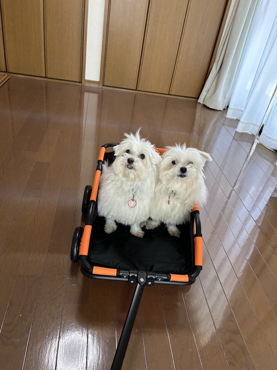 9Z8lquSv8B3FMpN's tweet photo. なんか気に入ってくれたみたいです

でもココちゃんの為に購入したのですが… https://t.co/5cJjIHi4HJ