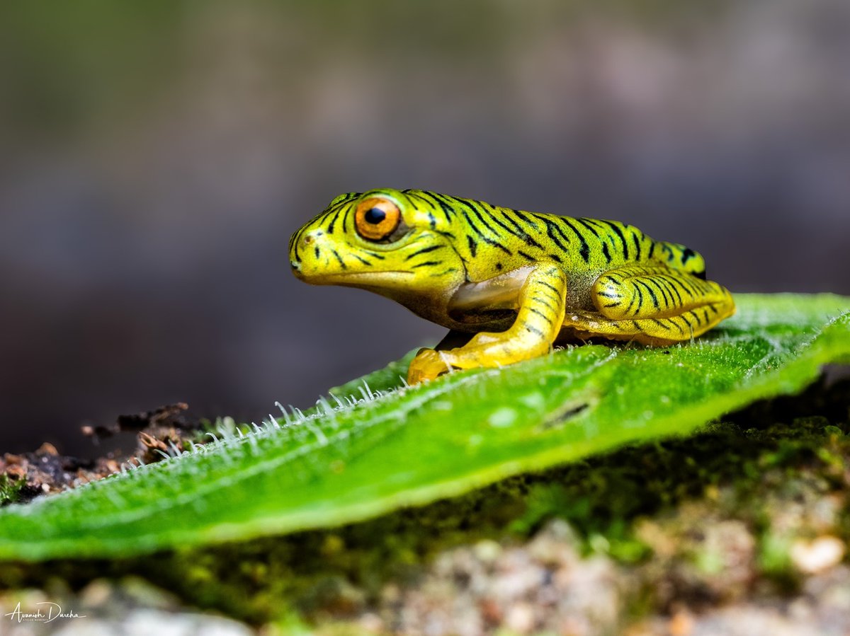 apdureha's tweet photo. Tiger Stripes on a Leaf

This one wears its camouflage like body art. Every stripe on this juvenile false Malabar gliding frog cuts sharp against that leaf-green skin, and the orange eye just sits there, watching you watch it.

Macro work like this tests… https://t.co/LtRt5pG2KQ https://t.co/IyhxSIN90e