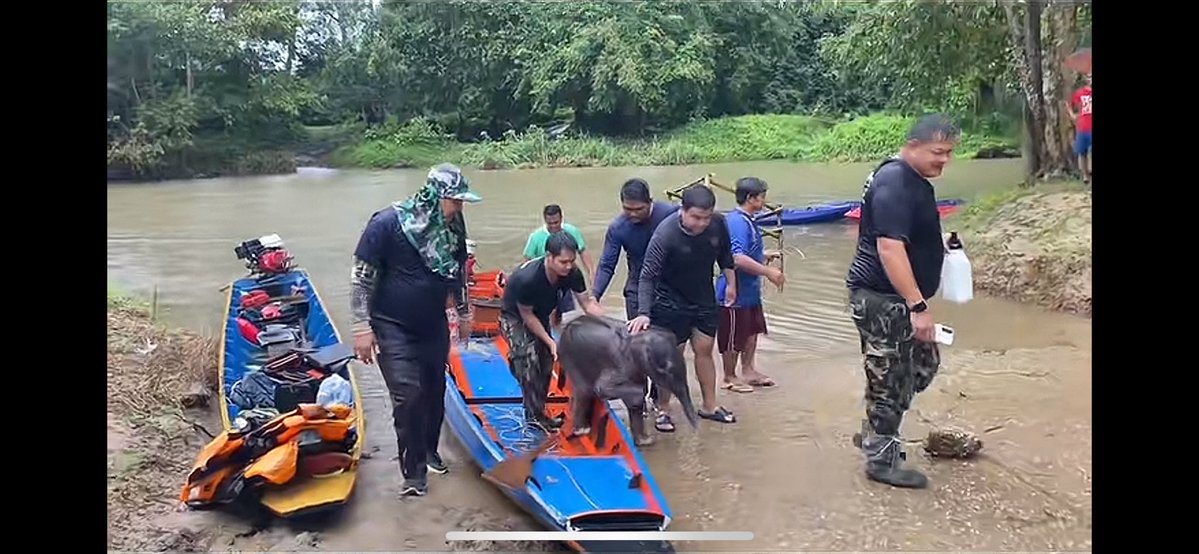 LUStVyKVKN6srFR's tweet photo. 🐘🚤🚙🥰💪✌️
ดูความแข็งแรงของน้อง
ที่มแพทย์และเจ้าหน้าที่ พาลงเรือเดินขึ้นรถกะบะ 
น้องเก่งมาก ขอให้ รักษาได้หายไวๆนะคะ ล่าสุด
ทีมสัตว์แพทย์ และกรมอุทยาน เตรียมหาแม่ช้างปางใกล้เคียงดูแล
#ลูกช้างป่าไทรโยค
Cr:คลิป TikTok A'นอนน้อย
#คนรักช้างป่า🐘🦣🌳 
GolfyTT ☕️ https://t.co/Xe6FLFWwYZ