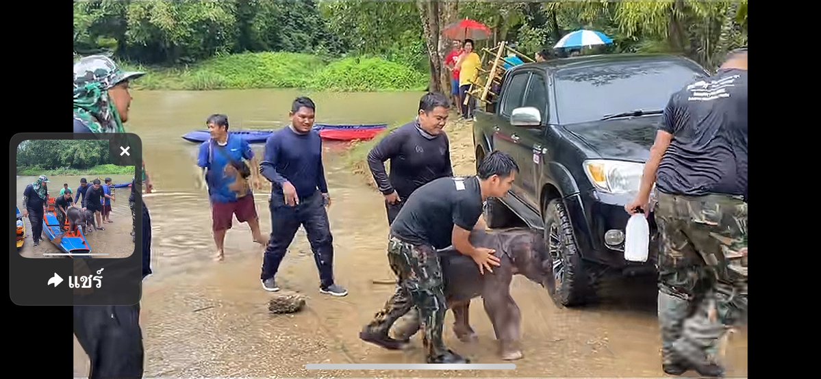 LUStVyKVKN6srFR's tweet photo. 🐘🚤🚙🥰💪✌️
ดูความแข็งแรงของน้อง
ที่มแพทย์และเจ้าหน้าที่ พาลงเรือเดินขึ้นรถกะบะ 
น้องเก่งมาก ขอให้ รักษาได้หายไวๆนะคะ ล่าสุด
ทีมสัตว์แพทย์ และกรมอุทยาน เตรียมหาแม่ช้างปางใกล้เคียงดูแล
#ลูกช้างป่าไทรโยค
Cr:คลิป TikTok A'นอนน้อย
#คนรักช้างป่า🐘🦣🌳 
GolfyTT ☕️ https://t.co/Xe6FLFWwYZ