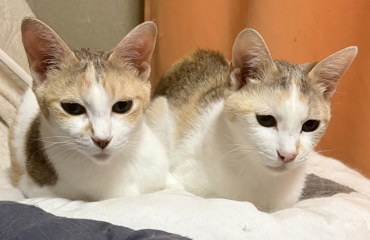 双子 ふたご twins うるる&りーぷ💕 いつもいっしょ いつも同じ方向みてる