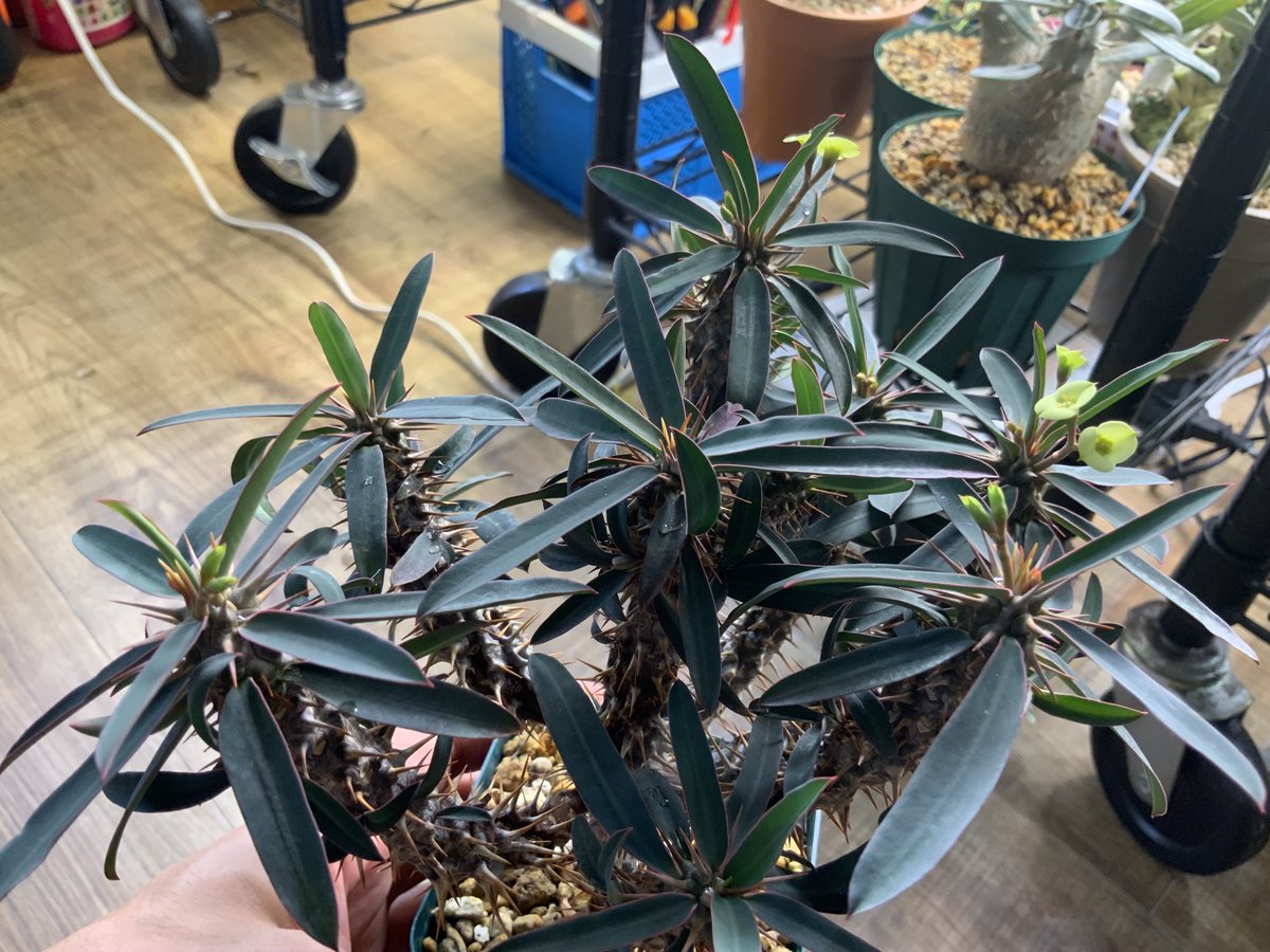 GINZAHAIR's tweet photo. Euphorbia rossii x Euphorbia duranii
Euphorbia rossii x E. milii var. imperatae
実生3年の選抜個体（F1）
第二世代も作ったが今ひとつだった。
あとでよくなるパターンもあるので、、、 https://t.co/gWO5cU2ESN