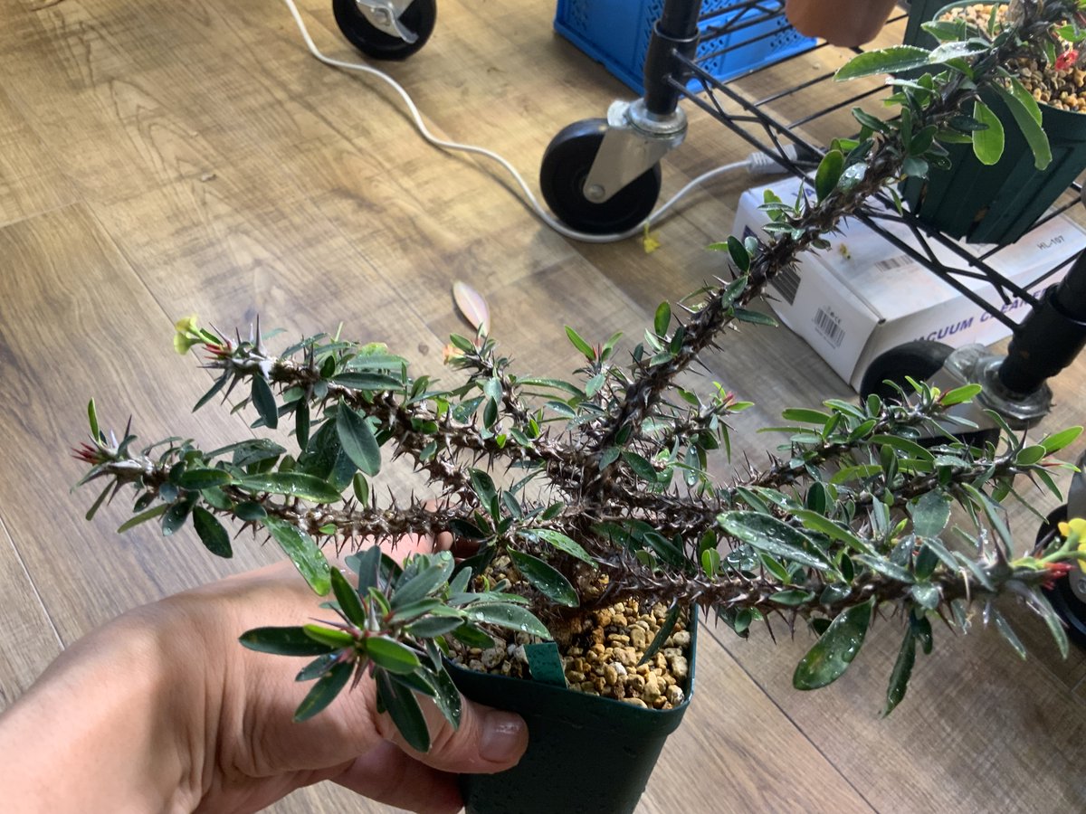 GINZAHAIR's tweet photo. Euphorbia rossii x Euphorbia duranii
Euphorbia rossii x E. milii var. imperatae
実生3年の選抜個体（F1）
第二世代も作ったが今ひとつだった。
あとでよくなるパターンもあるので、、、 https://t.co/gWO5cU2ESN
