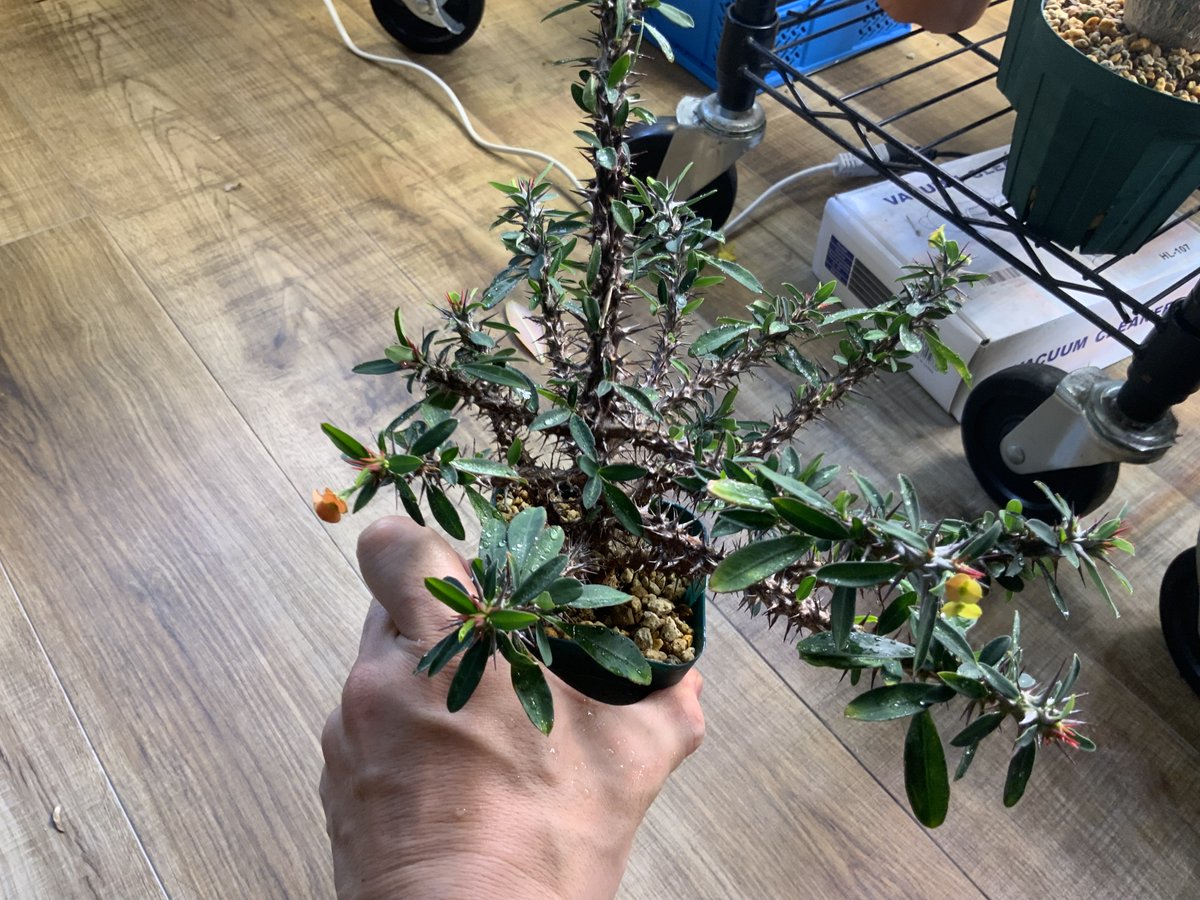 GINZAHAIR's tweet photo. Euphorbia rossii x Euphorbia duranii
Euphorbia rossii x E. milii var. imperatae
実生3年の選抜個体（F1）
第二世代も作ったが今ひとつだった。
あとでよくなるパターンもあるので、、、 https://t.co/gWO5cU2ESN