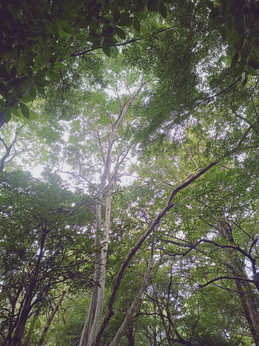 marjorie1118's tweet photo. 今日の林試の森。避暑地っぽい。 https://t.co/DxP59d1rZ1