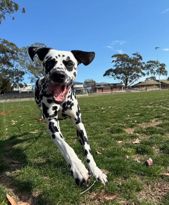 23stretch23's tweet photo. @oelma__ She’s a ripper I have a great Dalmatian Walter is his name. https://t.co/udiJefLylS