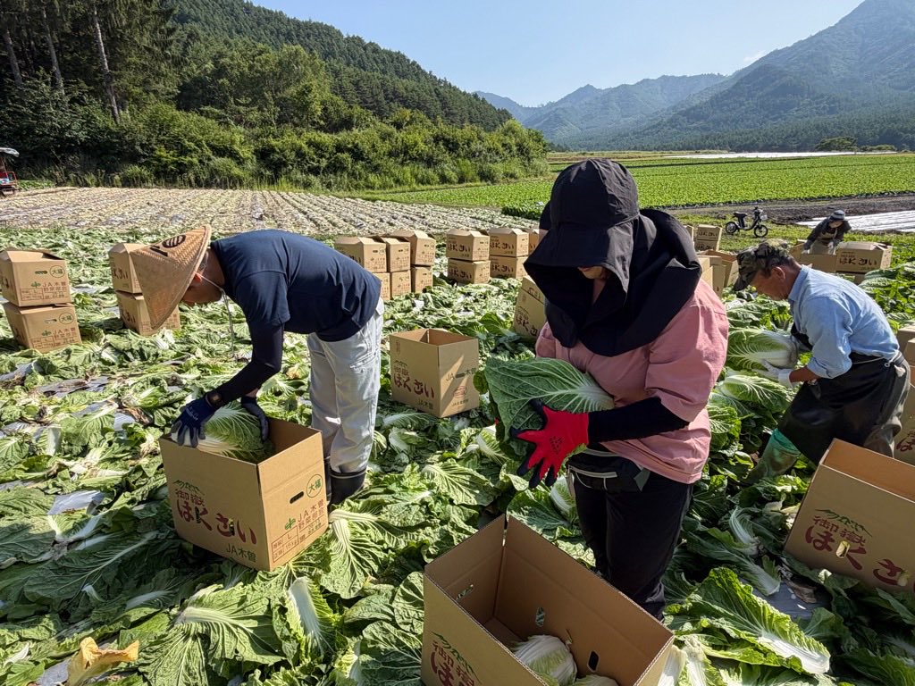 kiso_supporters's tweet photo. 🌽🌱木曽町農業インターンシップ

開田高原で体験する、種まきから収穫まで。
全4回で農業の一年を体験できるインターンシップが始まりました！

第1回では、
🥬白菜の収穫
🌾そばの種まき
🌽とうもろこしの管理作業　などを体験。

標高1,100mを超える開田高原で、木曽ならではの農業に触れます。

木曽町が主催するこのインターンシップは、各回ごとに参加者を募集しています。
「農業に興味がある」「移住を考えている」「自然の中で本格的な農作業を体験してみたい」
そんな方におすすめです。

詳しくはこちら👇
https://t.co/OmO5JQlo5k