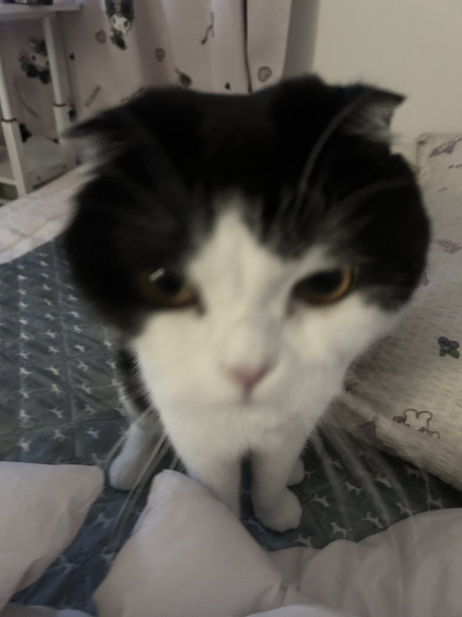xvxzz0's tweet photo. (=^-ω-^=) https://t.co/X014RV85fO