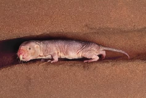 FleshEatinChief's tweet photo. This ugly looking mammal sorry to say but it does look weird.

Anyways, it's known as the NAKED MOLE RAT. 

They can survive almost 20 
minutes with barely any air by changing how their body uses energy https://t.co/k0a2QTxIEX