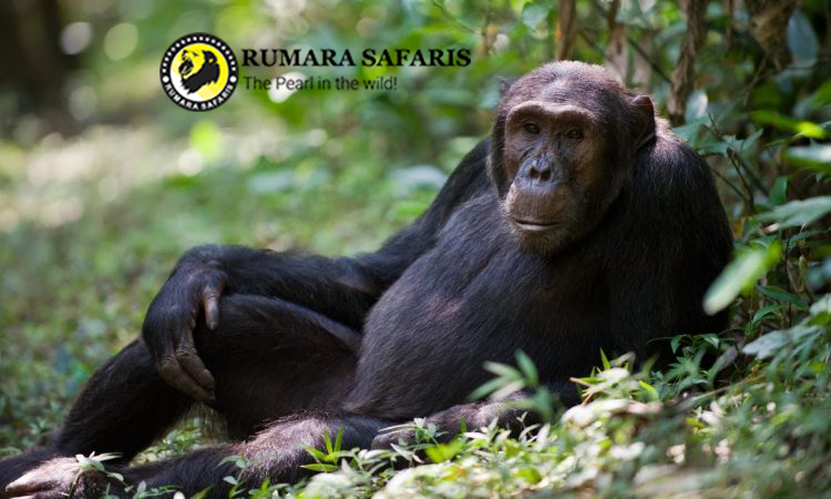 Rumara_safaris's tweet photo. 🦍 Meet Uganda's majestic Mountain Gorillas! 🇺🇬
Experience the thrill of gorilla trekking in Uganda, explore breathtaking rainforests, and discover why the Pearl of Africa is a top safari destination.
🌍 Book your Uganda safari today:
 https://t.co/AoMj84PrO4
#GorillaTrekking https://t.co/aoqs7nPT23
