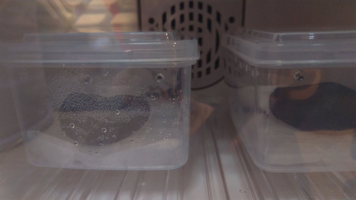 tomo_and_pixie's tweet photo. レオパ🦎ベビー
何玉産んで、何玉孵るんだろ？
君たちの名前はKNKとANZね https://t.co/Ixdi5EeeyW