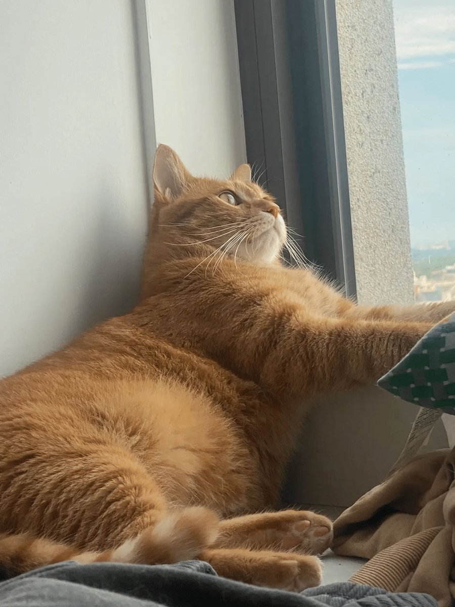 Hillary1958446's tweet photo. Today’s mood is stuck between needing to rest and needing to finish my to-do list—20% productive, 80% zoning out. https://t.co/xYWpTY1ojA