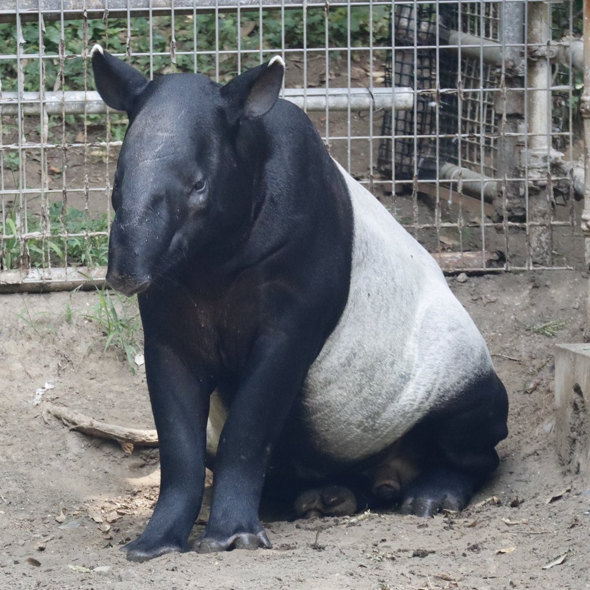 yumi_pochi's tweet photo. オリバくん、座り方がパパ似でかわいい🍙💕

①左 #千葉市動物公園 オリバ 2026.7
②右 #日本平動物園 フタバ 2025.4

#マレーバク #tapir https://t.co/in5D08SX6o