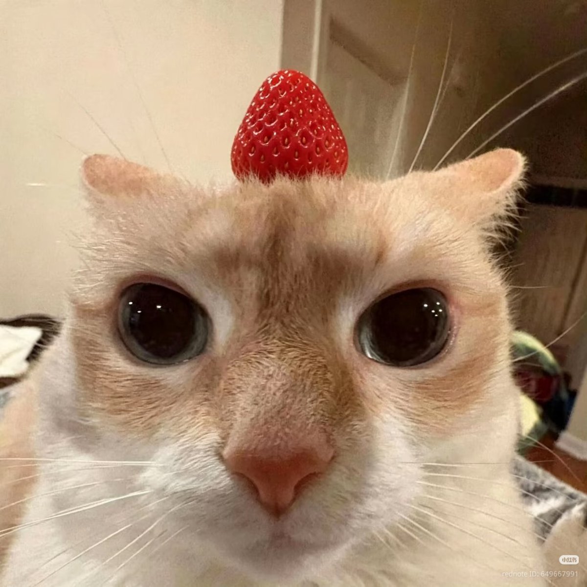nocontextscats's tweet photo. Strawberry or Grapes? https://t.co/PeAYVfHojj