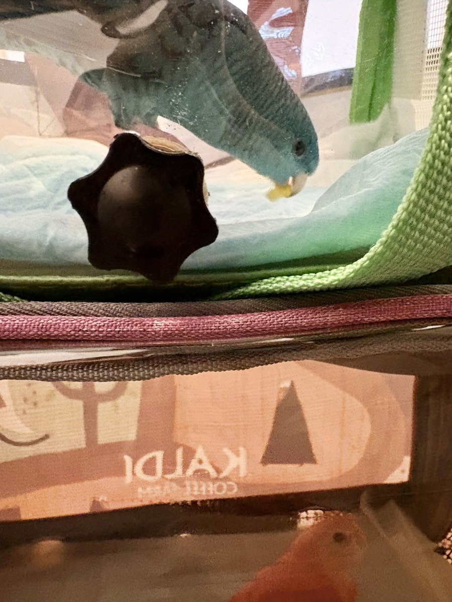 99_3373's tweet photo. 気温26度この夏この日しかない！！！
３羽みんなでいくぞー🐣🦉💉

#サザナミインコ
#アキクサインコ
#フクロウ https://t.co/7JftLTtGm2