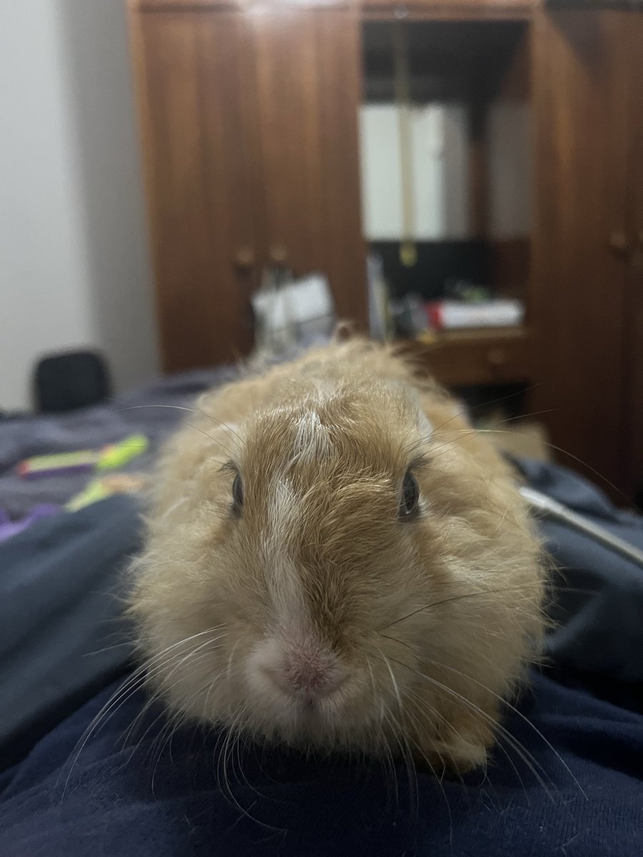 Ethanvandermer's tweet photo. Bunnies >w< https://t.co/cEbX1nZq9K