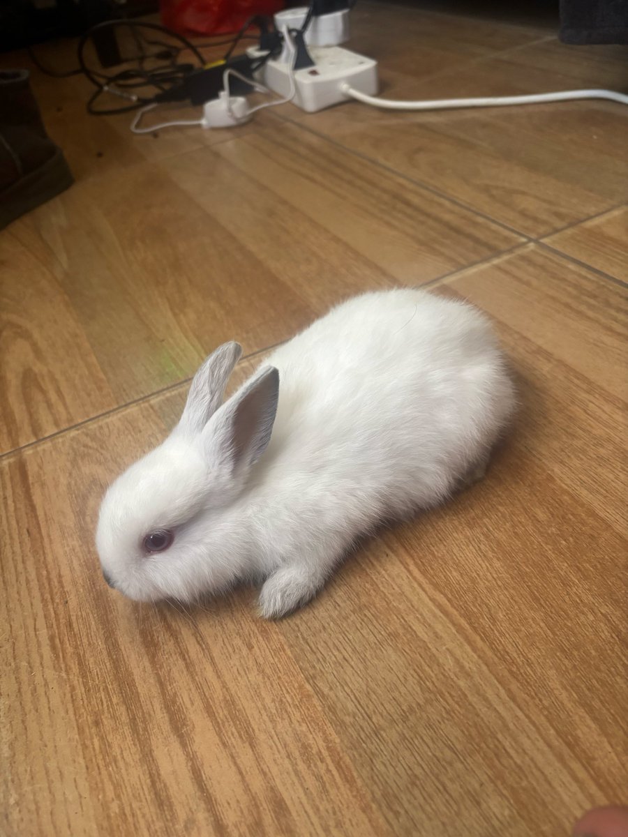 Ethanvandermer's tweet photo. Bunnies >w< https://t.co/cEbX1nZq9K