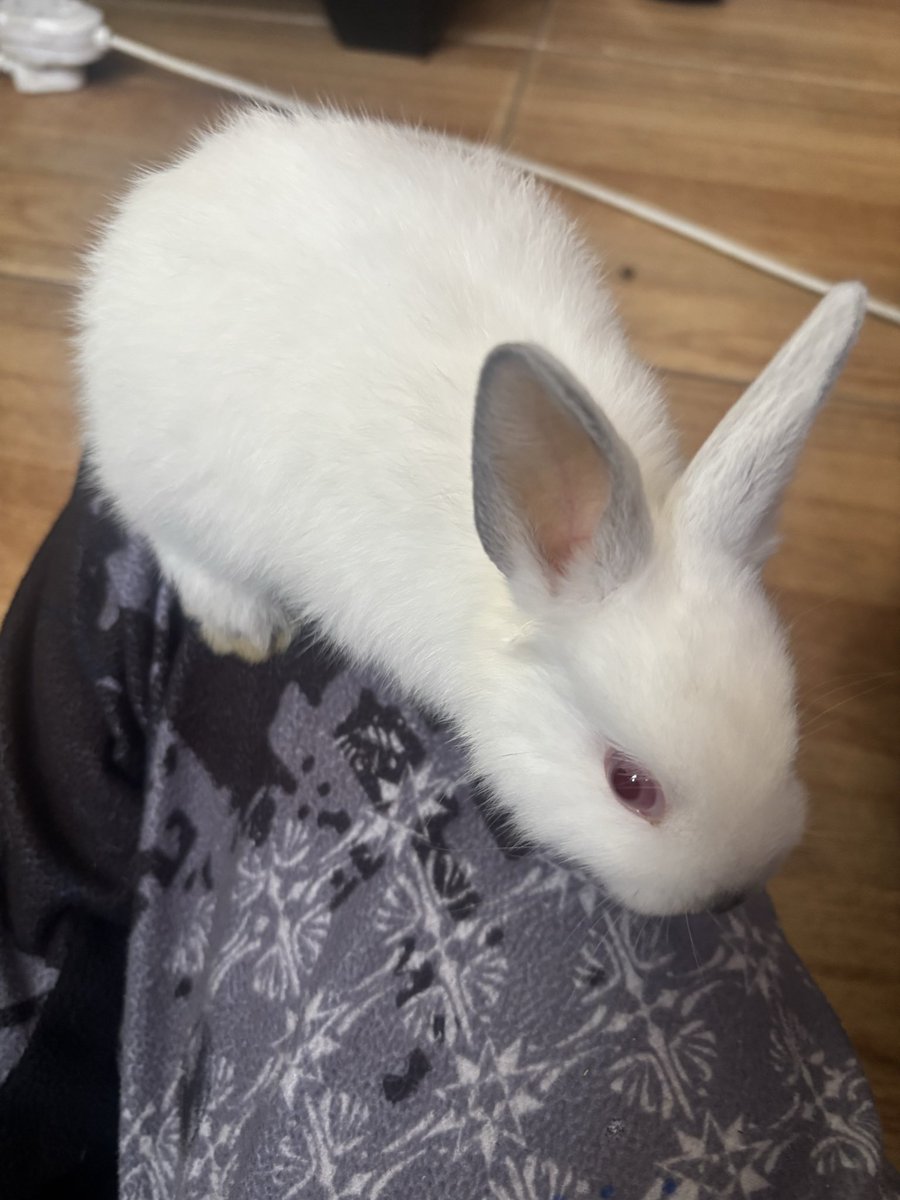 Ethanvandermer's tweet photo. Bunnies >w< https://t.co/cEbX1nZq9K