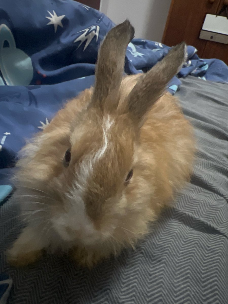 Ethanvandermer's tweet photo. Bunnies >w< https://t.co/cEbX1nZq9K