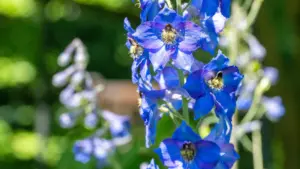 RobyChil's tweet photo. Due #fiori #mortali, #aconito e #delphinium, #potrebbero #ispirare #nuove e #potenti medicine
Due piante capaci di causare #danni ai#nervi e #paralisi a dosi estremamente basse potrebbero anche contenere composti con preziosi...
Continua a leggere qui: https://t.co/OZcjT4cZDp https://t.co/WPt8ynt3jN