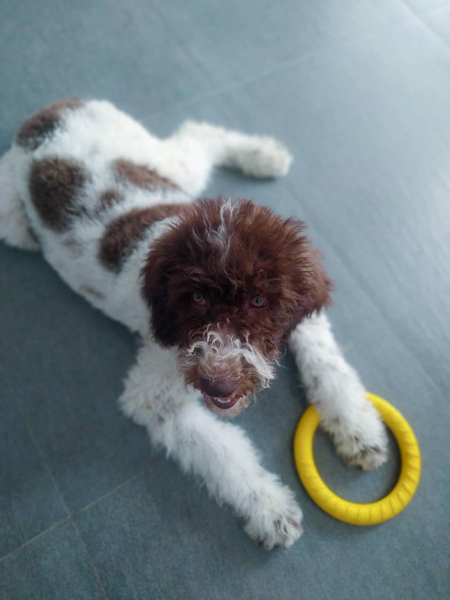 Richard67949509's tweet photo. This fluffy pup hit 6 months old today! Went from a tiny wriggly nugget to a zoom-obsessed chaos gremlin who steals socks u0026 brings the sweetest snuggles. Growth hits different https://t.co/5QKhqjbTzA
