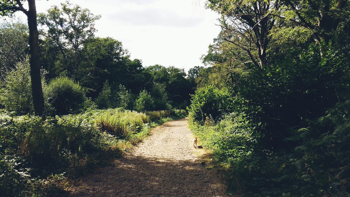 DBM_SciFi's tweet photo. Weekend dog walk on Wimbledon Common. https://t.co/mbFtxDpVCc