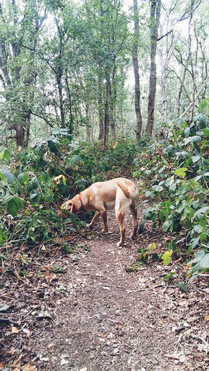 DBM_SciFi's tweet photo. Weekend dog walk on Wimbledon Common. https://t.co/mbFtxDpVCc