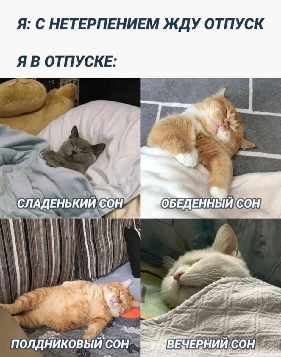 🐾 Borsique 🐾 🐱 tweet media