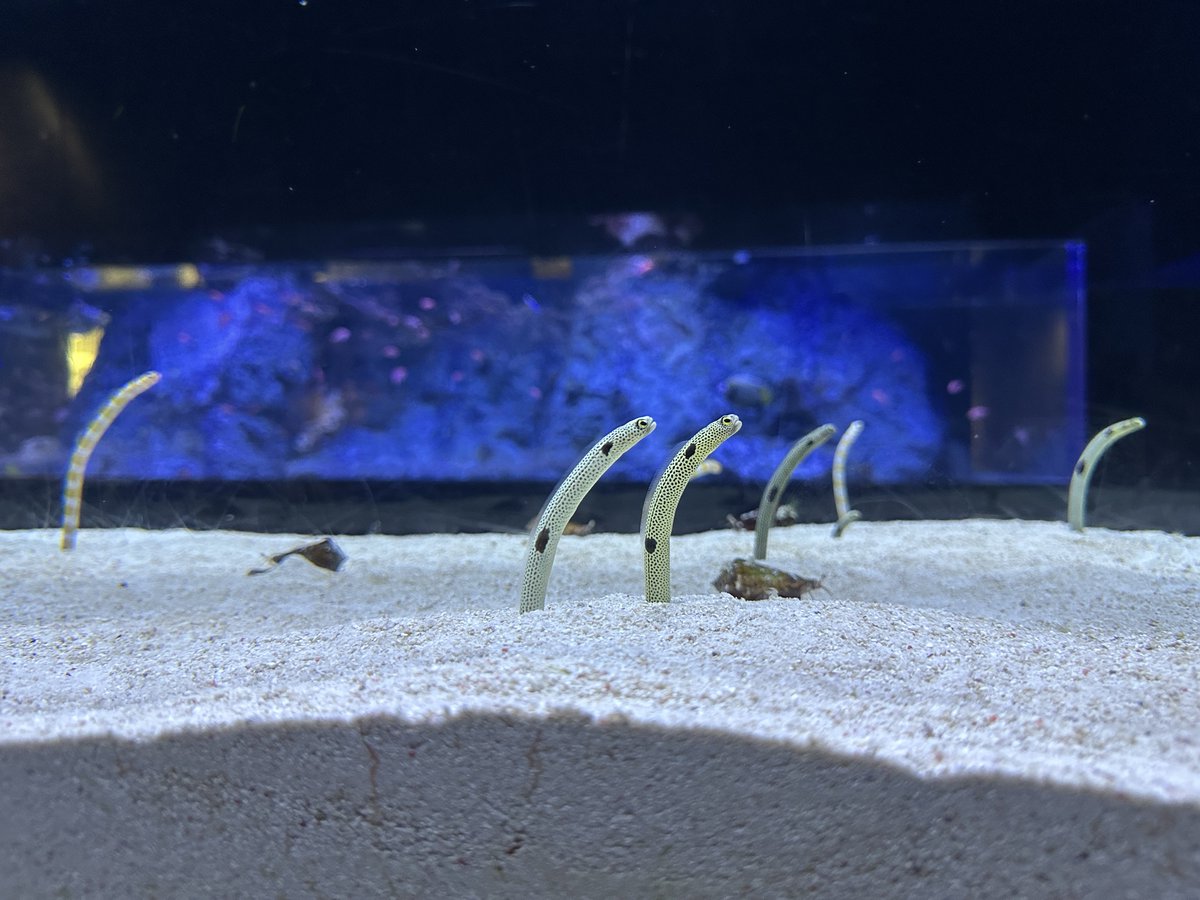 muru_2525's tweet photo. リフレッシュ！🐟 https://t.co/gFmxf0PfBz