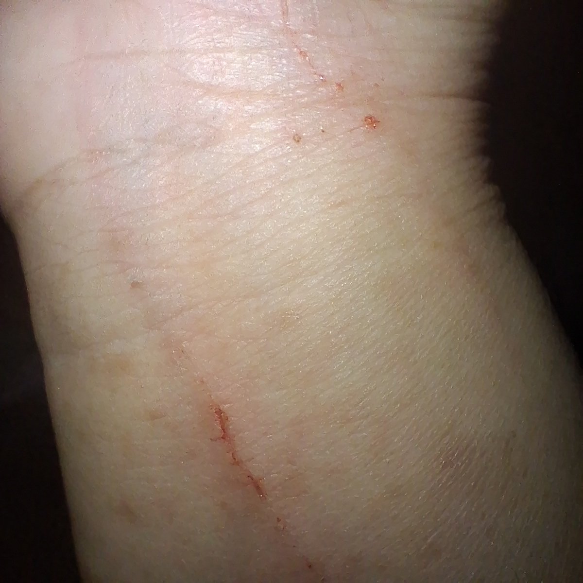 koocheing's tweet photo. toxic relationship with my cats https://t.co/RNvdqCpzGd