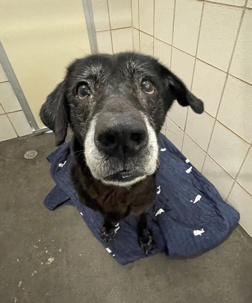 LisaBrabson's tweet photo. Little MEMPHIS #A388041 7yo,when she 1st arrived at scary #CorpusChristiACS 😨 so worried,scared,she doesn't understand why worthless owners dumped her,wee angel!
WE have got to get this adorable little lovebug into a safe 🏡 
Plz ⌛️ #Adopt #Foster or #Pledge4Rescue $25 to ADOPT https://t.co/Kxz8vfrUn3