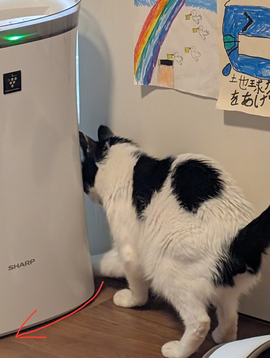 toki3_nyan's tweet photo. 向かって左のほうから裏を回れば通れる（し実際そっちから来た）のに、頑なに最短ルートを行きたいトキさんとその解決方法 https://t.co/sQIlL8Hyq3