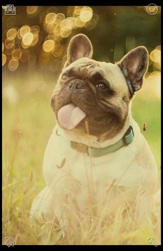 Sho0911HR's tweet photo. 👞Nut Cookies The nut is ripe507189Dog runs with a ball https://t.co/hz9JhRzf8M