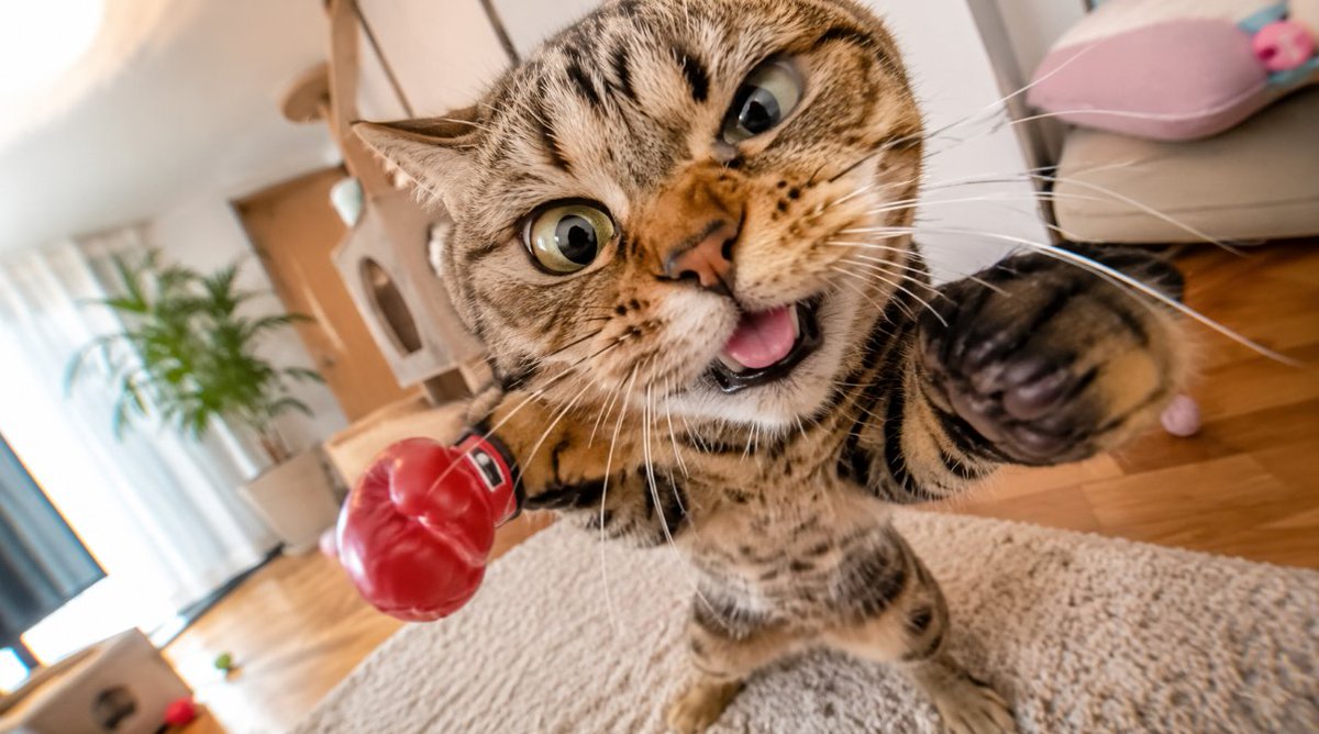 catecoinog's tweet photo. Meow. 

OG will win. https://t.co/XiXyLv6NRc