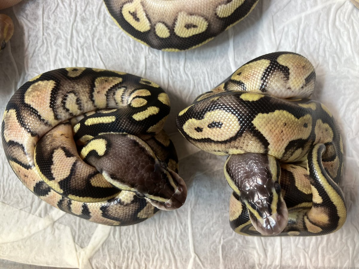 VetMoja's tweet photo. みんな1st shed完了
モルフ判断は最初の見立て通りかなと思ってたけど2匹のパステルが鱗ツヤあり無しに分かれました。ツヤありがパステル単体、マットなのがパステルHGWかも？シブリングもみんなHGW入りと見込んでてマットなので…詳しい方教えていただけると助かります。
#ボールパイソン https://t.co/aLfjUS1y7Q