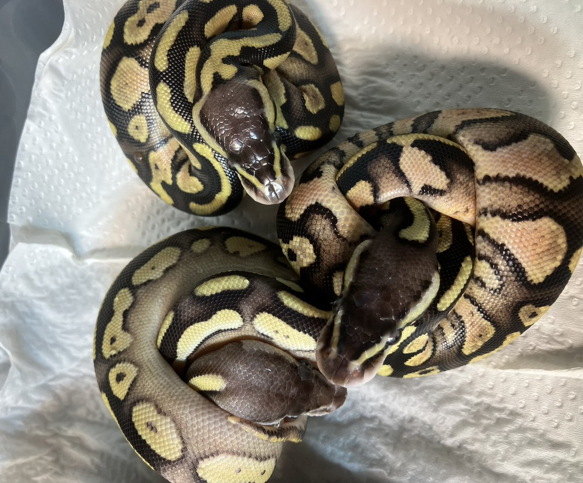 VetMoja's tweet photo. みんな1st shed完了
モルフ判断は最初の見立て通りかなと思ってたけど2匹のパステルが鱗ツヤあり無しに分かれました。ツヤありがパステル単体、マットなのがパステルHGWかも？シブリングもみんなHGW入りと見込んでてマットなので…詳しい方教えていただけると助かります。
#ボールパイソン https://t.co/aLfjUS1y7Q