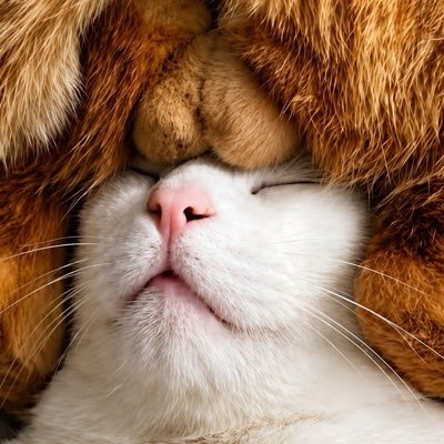 NuTCaT tweet media